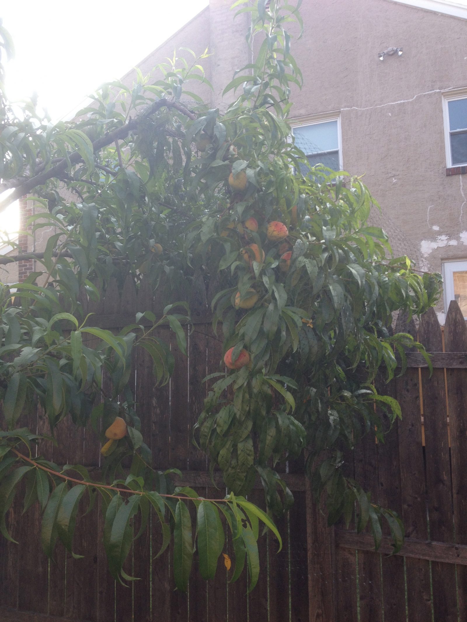 How do you net your fruit trees?
